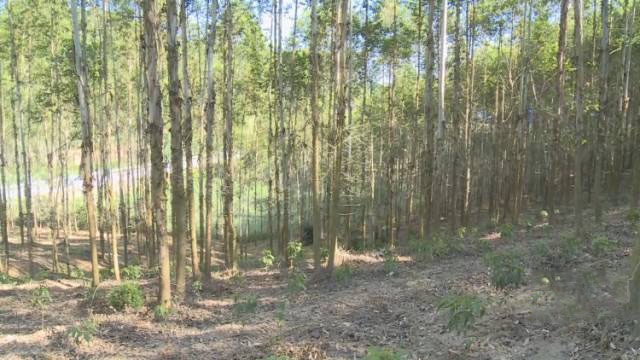 广西鹿寨打造林业产业高质量发展示范样板